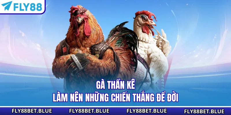 Gà thần kê làm nên những chiến thắng để đời